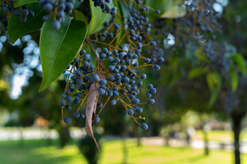 Branch with blue large berries in the park close-up