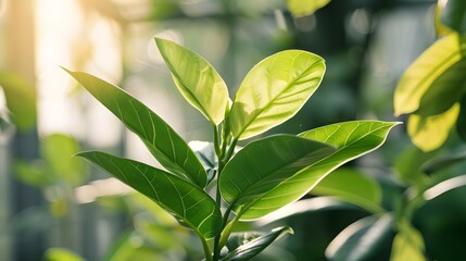 Fototapeta premium Indoor hydroponic greenhouse lush environment with automated irrigation system