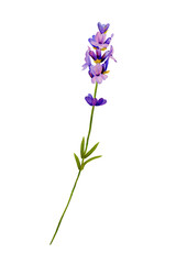 lavender flower, one branch blooming purple color. Hand drawn with watercolor. for aroma perfume, label, poster