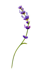 Obraz premium lavender flower, one branch blooming purple color. Hand drawn with watercolor. for aroma perfume, label, poster