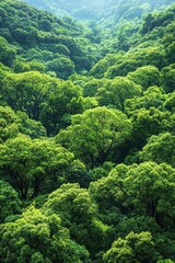 Lush Green Forest Canopy with Dense Foliage and Sunlight Filtering Through Trees in a Serene Natural Landscape