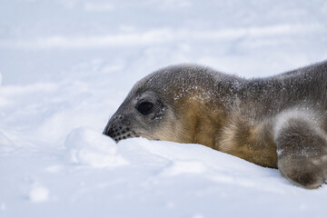 Weddell Seal pup, newborn Weddell seal, Antarctica (Leptonychotes weddellii)