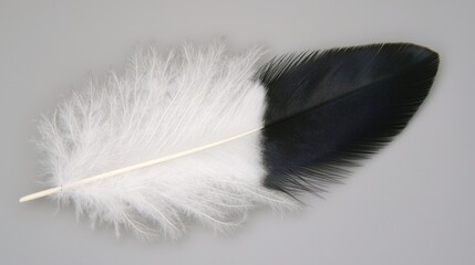 Obraz premium Half Black Half White Feather Close Up Bird Feather Texture Image