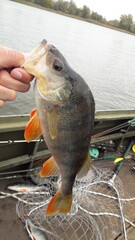 fish in the hand