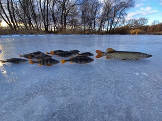 pike in the lake