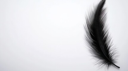 Obraz premium Single Black Feather on White Background Minimalist Nature Photography