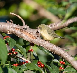Black-Throated Blue Warbler