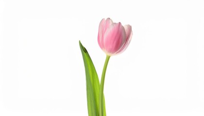 Fototapeta premium Elegant Pink Tulip. Symbol of Grace and Femininity for Celebrating Women's Day, Spring Weddings, Anniversaries, and Mother’s Day. Perfect for Minimalist Floral Art and Romantic Home Decor