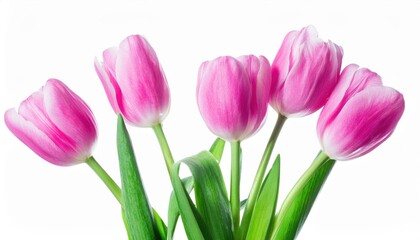 Fototapeta premium Elegant Pink and White Tulips. Symbol of Love, Beauty, and Renewal for Celebrations like Women's Day, Mother's Day, and Birthdays. Perfect for Gifting or Decorating Homes and Offices