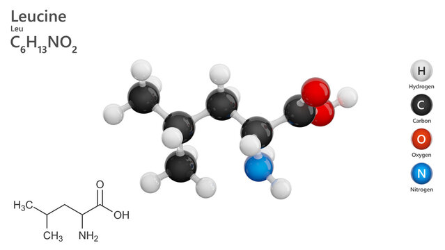 Molecule: Leucine (Leu or L). Essential amino acid. Molecular structure. Formula: C6H13NO2. Chemical model: Ball and stick. White background. 3D illustration.