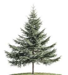 Fototapeta premium Evergreen tree with lush branches in bright light, cut out - stock png.