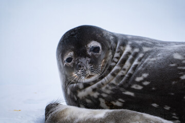Weddell seal (Leptonychotes weddellii) in Antarctica. South Pole
