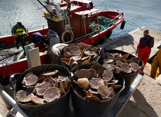 Fishermen unload scallops in the port of Cambados, Galicia, bivalve, seafood © casavella