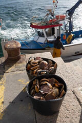 Fishermen unload scallops in the port of Cambados, Galicia, bivalve, seafood © casavella