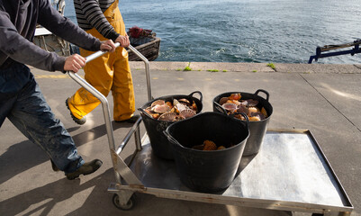 Fishermen unload scallops in the port of Cambados, Galicia, bivalve, seafood © casavella