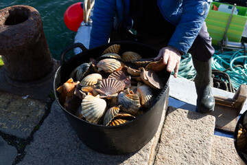 Fishermen unload scallops in the port of Cambados, Galicia, bivalve, seafood © casavella