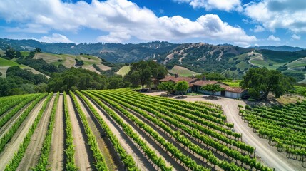 Stunning Aerial View of a Picturesque Vineyard Showcasing Lush Green Rows and Scenic Landscape Perfect for Travel Journals, Websites, and Promotions