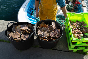 Fishermen unload scallops in the port of Cambados, Galicia, bivalve, seafood © casavella