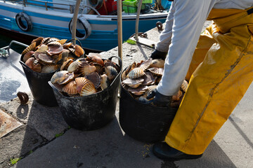 Fishermen unload scallops in the port of Cambados, Galicia, bivalve, seafood