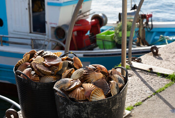 Fishermen unload scallops in the port of Cambados, Galicia, bivalve, seafood