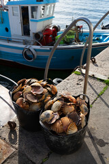 Fishermen unload scallops in the port of Cambados, Galicia, bivalve, seafood