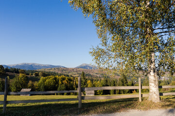 Mountain meadow fenced with wooden fence, old birch on foreground