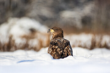 White-tailed eagle in a winter meadow