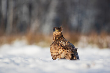 A disheveled white-tailed eagle sitting in the snow on a meadow