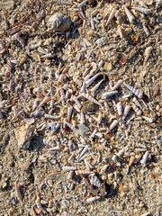 Muschelfriedhof - Muschelstrand im Golf von Triest (Adria)