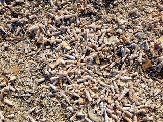 Muschelstrand - viele Muscheln am Strand im Golf von Triest