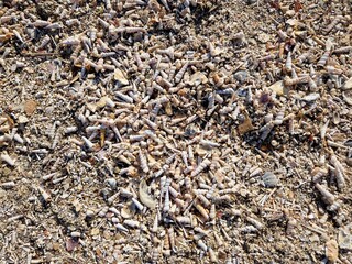 Muschelstrand - viele Muscheln am Strand