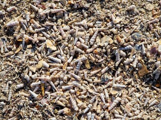 Muschelstrand - viele Muscheln am Strand