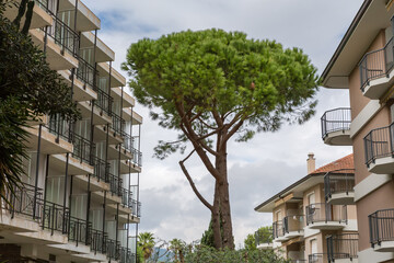 Umbrella pines among multi-story buildings in Mediterranean provincial town