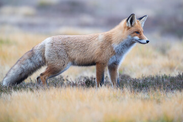 Fototapeta premium Portrait of a fox on a meadow in autumn