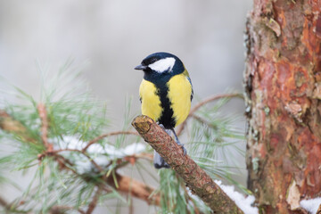Fototapeta premium Great tit sitting on a pine branch