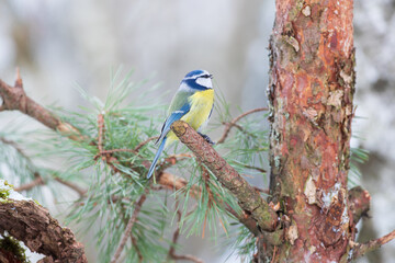 A blue tit sitting on a pine branch
