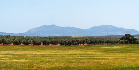 A vast olive grove in La Mancha, Spain, with rows of olive trees against a backdrop of distant mountains. The foreground features a golden-green field under a clear blue sky.