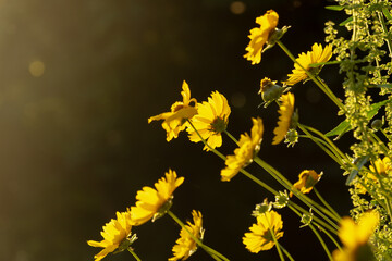yellow flowers in the wind