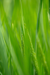 Naklejka premium green wheat field