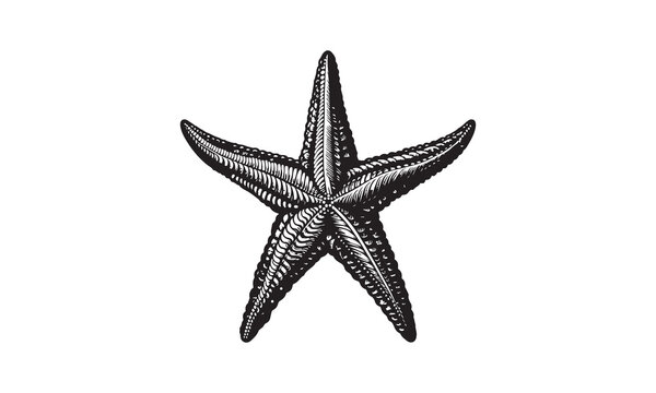 recommend clip art: starfish engraving black and white outline, Starfish silhouette vector illustration