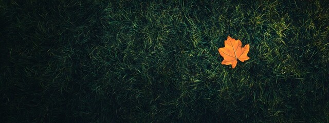 A lone leaf, its vibrant orange hues standing out against the dark green carpet of grass beneath it