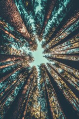 Obraz premium Towering Redwood Forest Canopy in Warm Sunlight