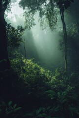 Fototapeta premium Enchanting Misty Rainforest Adventure