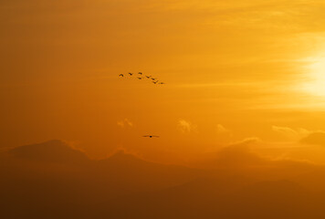 Naklejka premium sunrise with birds and clouds over the ocean