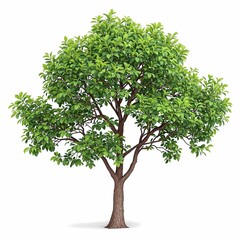 3d Rendering of Spicebush Tree Isolated on White Background