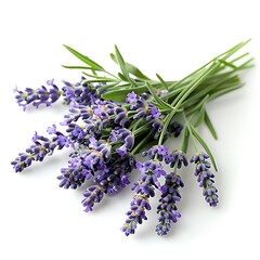 Fototapeta premium Bunch of lavender flowers isolated on white background. Close up.