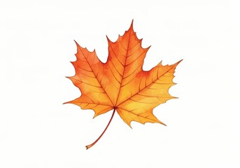 Fototapeta premium Single Autumn Maple Leaf on White Background