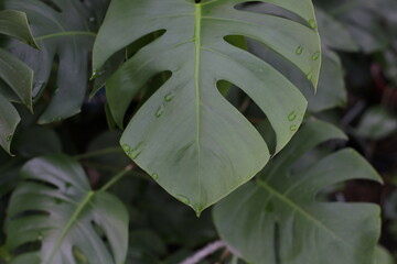 Monstera flower leaves are very green and lush