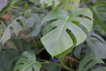 Monstera flower leaves are very green and lush