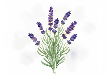 Obraz premium Watercolor Lavender Bouquet